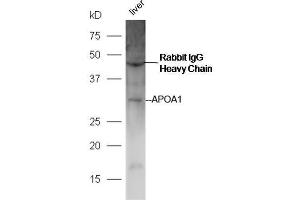 Mouse liver lysates probed with Anti-APOA1 Polyclonal Antibody, Unconjugated  at 1:5000 90min in 37˚C (APOA1 antibody  (AA 51-150))