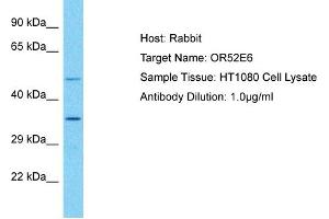 Host: Rabbit Target Name: OR52E6 Sample Type: HT1080 Whole Cell lysates Antibody Dilution: 1. (OR52E6 antibody  (C-Term))