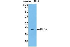 Detection of Recombinant SEMA3A, Rat using Polyclonal Antibody to Semaphorin 3A (SEMA3A) (SEMA3A antibody  (AA 31-150))