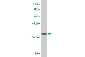 Western Blot detection against Immunogen (37. (KLF11 antibody  (AA 404-512))