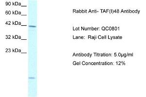 Host: Rabbit Target Name: TAF(I)48 Sample Type: Raji Cell Antibody Dilution: 1. (TAF1A antibody  (N-Term))
