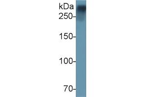 Detection of vWF in Rat Plasma using Polyclonal Antibody to Von Willebrand Factor (vWF) (VWF antibody  (AA 269-367))