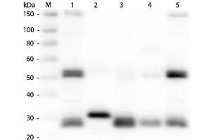 Western Blot of Anti-Rat IgG (H&L) (GOAT) Antibody . (Goat anti-Rat IgG (Heavy & Light Chain) Antibody (Alkaline Phosphatase (AP)) - Preadsorbed)