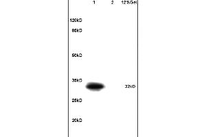 L1 mouse liver lysates L2 mouse heart carcinoma lysates probed with Anti Phospho-DARPP32(Thr34) Polyclonal Antibody, Unconjugated (ABIN684388) at 1:200 in 4 °C.