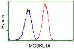 Flow cytometric Analysis of Hela cells, using anti-MOBKL1A antibody (ABIN2453311), (Red), compared to a nonspecific negative control antibody (TA50011), (Blue).
