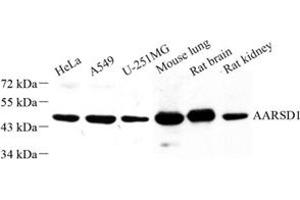 Western blot analysis of AARSD1 (ABIN7072991) at dilution of 1: 500 (AARSD1 antibody)