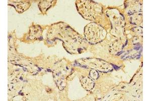 Immunohistochemistry of paraffin-embedded human placenta tissue using ABIN7172979 at dilution of 1:100 (TMED3 antibody  (AA 24-180))