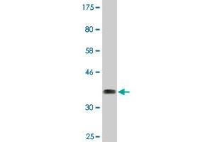 Western Blot detection against Immunogen (37. (TRIM16 antibody  (AA 165-273))