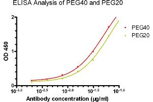 ELISA analysis of PEG40 and PEG20 using  PEG Antibody (Biotin), mAb, Mouse (Cat. (PEG antibody  (Biotin))