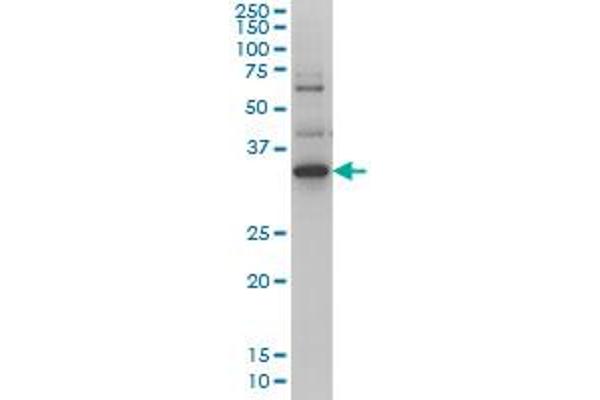 ZIC4 anticorps  (AA 249-319)