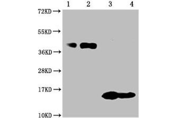 BCMA antibody  (AA 1-54)