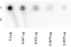 Dot Blot of BIOTIN GLUCOSE OXIDASE Conjugated. (Biotin Protein (Glucose Oxidase))