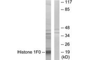 Western blot analysis of extracts from A549 cells, using Histone 1F0 Antibody. (Histone H1 antibody  (AA 71-120))
