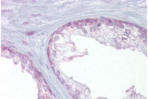 Immunohistochemical staining (Formalin-fixed paraffin-embedded sections) of human prostate with EDF1 polyclonal antibody .