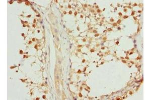 Immunohistochemistry of paraffin-embedded human testis tissue using ABIN7169217 at dilution of 1:100