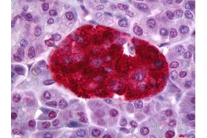 Anti-PTPRN antibody IHC of human pancreas, islets of Langerhans.