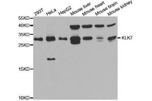 Western Blotting (WB) image for anti-Kallikrein 7 (KLK7) antibody (ABIN1876692) (Kallikrein 7 antibody)
