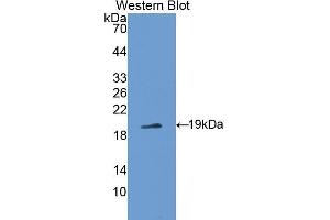 Western Blotting (WB) image for anti-Procollagen C-Endopeptidase Enhancer 2 (PCOLCE2) (AA 154-269) antibody (ABIN1176225) (PCOLCE2 antibody  (AA 154-269))