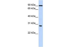 WB Suggested Anti-BOLL Antibody Titration:  0. (BOLL antibody  (N-Term))