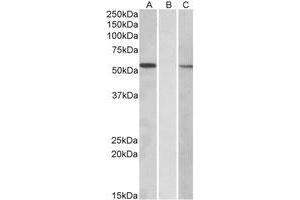 Western Blotting (WB) image for anti-Mannosyl (Alpha-1,3-)-Glycoprotein beta-1,2-N-Acetylglucosaminyltransferase (MGAT1) (Internal Region) antibody (ABIN2464723) (MGAT1 antibody  (Internal Region))