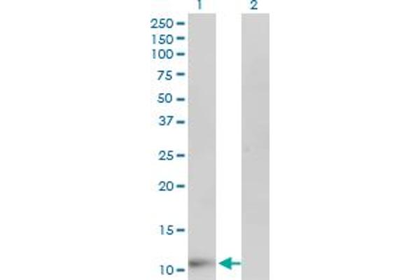 FABP6 antibody  (AA 1-128)