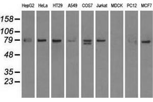 Western blot analysis of extracts (35 µg) from 9 different cell lines by using anti-SCYL3 monoclonal antibody. (SCYL3 antibody)
