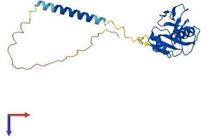 AlphaFold protein structure predicition of Mouse Recombinant Clec2h Protein, UniprotID Q8C1T8 (C-Type Lectin Domain Family 2, Member H (CLEC2H) (AA 1-218) protein (His tag))