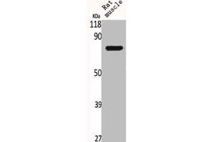 Western Blot analysis of RAT-MUSCLE cells using BRD3 Polyclonal Antibody (BRD3 antibody  (C-Term))