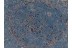 Detection of FAS in Rat Spleen Tissue using Polyclonal Antibody to Factor Related Apoptosis (FAS)