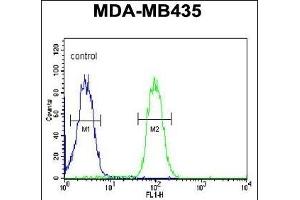 CC50B Antibody (N-term) (ABIN651159 and ABIN2840104) flow cytometric analysis of MDA-M cells (right histogram) compared to a negative control cell (left histogram). (TMEM30B antibody  (N-Term))