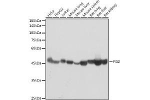 Western blot analysis of extracts of various cell lines, using PGD antibody (ABIN7269315) at 1:1000 dilution. (PGD antibody)