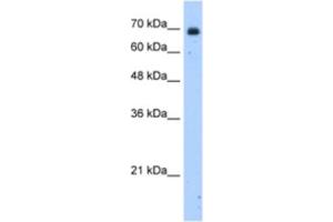 Western Blotting (WB) image for anti-Zinc Finger Protein 823 (ZNF823) antibody (ABIN2463336)