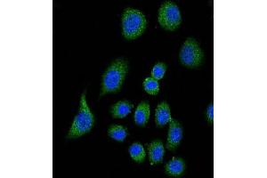Immunofluorescence (IF) image for anti-Complement Factor H (CFH) antibody (ABIN5015561)
