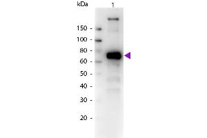 Western Blot of Biotin conjugated Goat Anti-Monkey IgM (mu chain) secondary antibody. (Goat anti-Monkey IgM (Chain mu) Antibody (Biotin) - Preadsorbed)