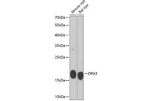 Western blot analysis of extracts of various cell lines using OPA3 Polyclonal Antibody at dilution of 1:1000. (OPA3 antibody)