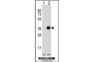 Western blot analysis of DHRS3 using rabbit polyclonal DHRS3 Antibody using 293 cell lysates (2 ug/lane) either nontransfected (Lane 1) or transiently transfected (Lane 2) with the DHRS3 gene. (DHRS3 antibody  (AA 85-113))
