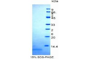 SDS-PAGE (SDS) image for Mucin 5 Subtype B (MUC5B) (AA 5653-5762) protein (His tag) (ABIN1099310)