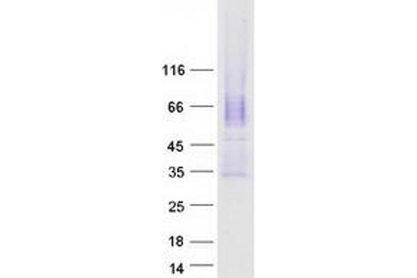 CACNG5 Protein (Transcript Variant 1) (Myc-DYKDDDDK Tag)