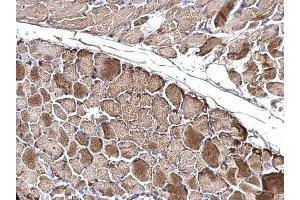 IHC-P Image OGDH antibody [C2C3], C-term detects OGDH protein at mitochondria on mouse muscle by immunohistochemical analysis. (alpha KGDHC antibody  (C-Term))