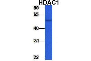 Western Blotting (WB) image for anti-Histone Deacetylase 1 (HDAC1) (Middle Region) antibody (ABIN2779587)