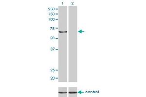 Western blot analysis of KPNA5 over-expressed 293 cell line, cotransfected with KPNA5 Validated Chimera RNAi (Lane 2) or non-transfected control (Lane 1). (KPNA5 antibody  (AA 1-539))