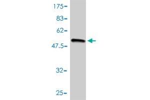 Western Blot detection against Immunogen (55. (COL2A1 antibody  (AA 1-268))