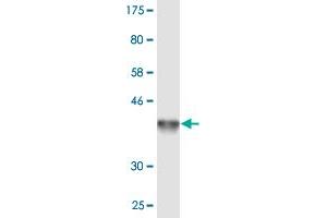 Western Blot detection against Immunogen (36. (FZD7 antibody  (AA 155-253))