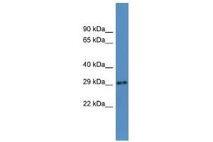 Auh antibody used at 0. (AUH antibody  (N-Term))