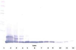 Image no. 1 for anti-Chemokine (C-C Motif) Ligand 12 (Ccl12) antibody (ABIN465845) (Ccl12 antibody)