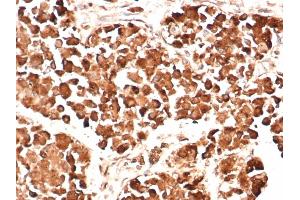 Formalin-fixed, paraffin-embedded human pituitary gland stained with ACTH Mouse Monoclonal Antibody (AH26).