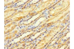 Immunohistochemistry of paraffin-embedded human kidney tissue using ABIN7173107 at dilution of 1:100 (TMEM184B antibody  (AA 311-407))