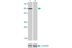 Western blot analysis of LEF1 over-expressed 293 cell line, cotransfected with LEF1 Validated Chimera RNAi (Lane 2) or non-transfected control (Lane 1).