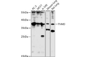 Western blot analysis of extracts of various cell lines, using TNMD antibody (ABIN7270768) at 1:1000 dilution.