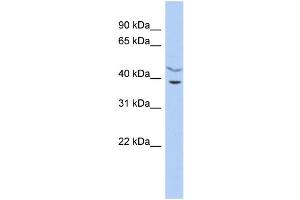WB Suggested Anti-C11orf77 Antibody Titration: 0.